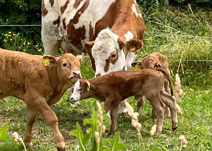 Weidelbach Spangenberg